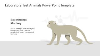 Long Tail Monkey Animal Species