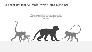 Animal Behavior Monkey in Black